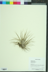 Tillandsia utriculata image