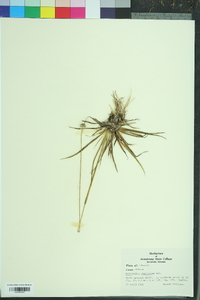 Eriocaulon compressum image