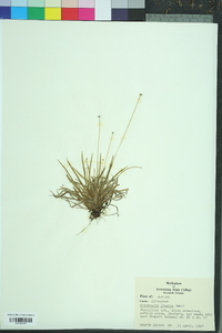 Eriocaulon lineare image