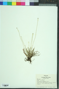 Eriocaulon lineare image