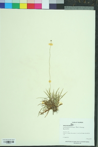 Lachnocaulon anceps image