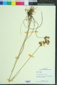 Juncus megacephalus image