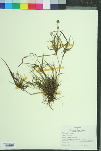 Juncus repens image