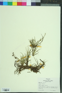 Juncus repens image