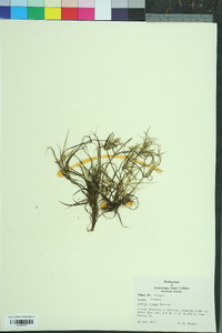 Juncus repens image