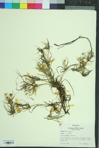 Juncus repens image