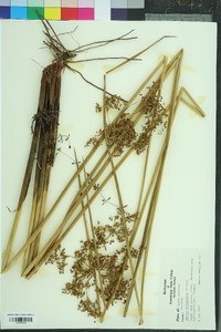 Juncus roemerianus image