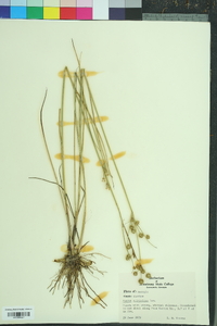 Juncus scirpoides image