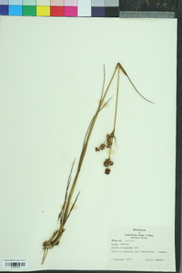 Juncus scirpoides image