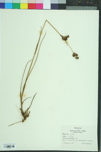 Juncus scirpoides image