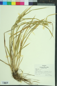 Carex folliculata image