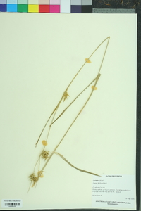 Carex folliculata image