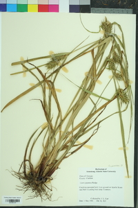 Carex gigantea image