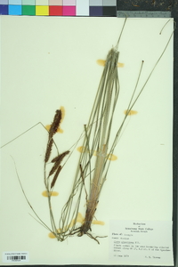 Carex glaucescens image