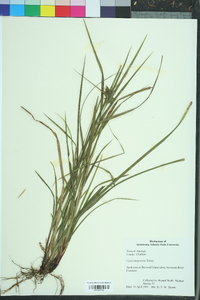 Carex turgescens image