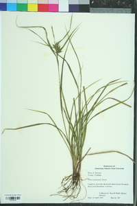 Carex turgescens image