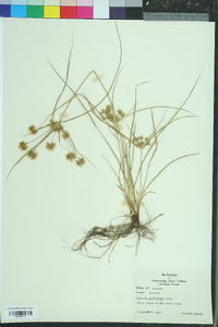 Cyperus croceus image