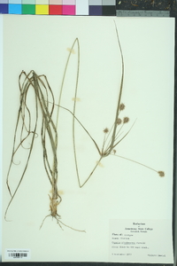 Cyperus plukenetii image