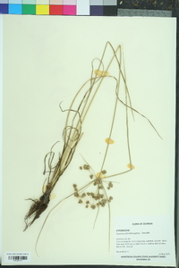 Cyperus pseudovegetus image