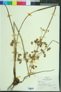 Cyperus pseudovegetus image