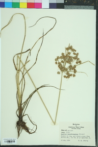 Cyperus pseudovegetus image