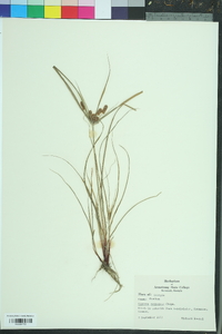 Cyperus retrorsus image