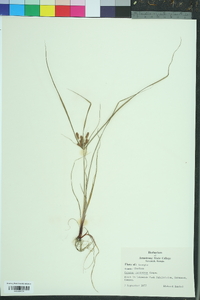 Cyperus retrorsus image