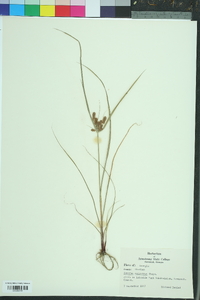 Cyperus retrorsus image