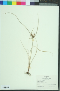 Cyperus retrorsus image