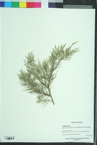 Cupressus chengiana image