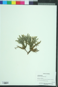 Juniperus squamata image