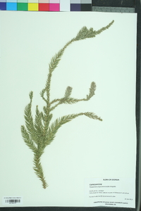 Taiwania cryptomerioides image