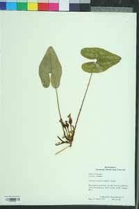 Hexastylis arifolia image