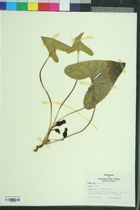 Hexastylis arifolia image