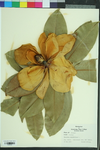 Magnolia grandiflora image