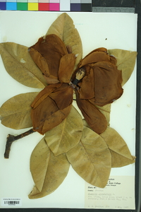 Magnolia grandiflora image