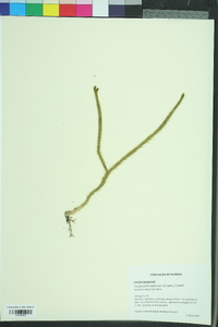 Lycopodiella appressa image