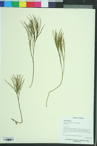 Psilotum nudum image