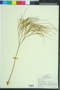 Psilotum nudum image