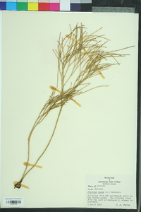 Psilotum nudum image