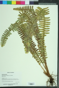 Nephrolepis exaltata image