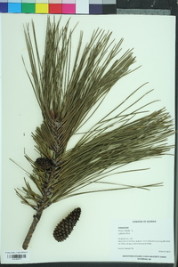 Pinus taeda image