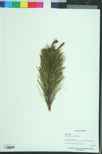 Pinus taiwanensis image