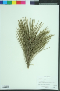 Pinus thunbergii image