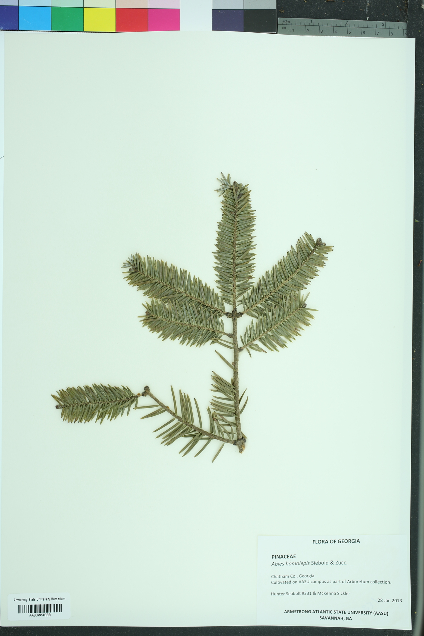 Abies homolepis image