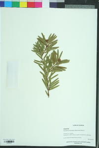 Keteleeria davidiana image