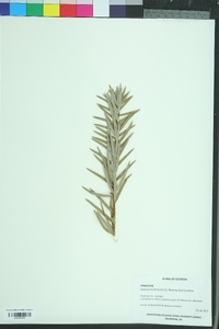 Keteleeria fortunei image