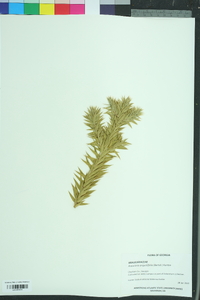 Araucaria angustifolia image