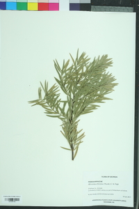 Afrocarpus falcatus image