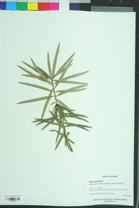 Podocarpus henkelii image